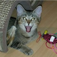 Puma Cat Life (@pumadipum) 's Twitter Profile