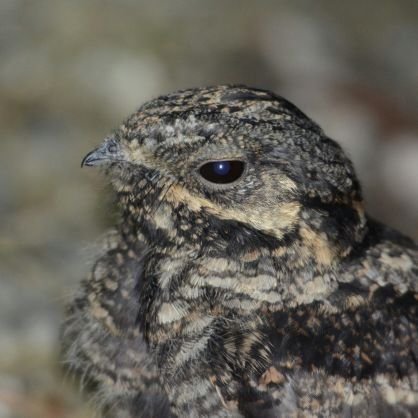 のんびりと鳥や植物を見るのが好きなアラサー生き物屋。主なフィールドは中南信 Birding / Nagano Japan