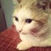 CatDany (@catdanyru) Twitter profile photo CatDany (@catdanyru) Twitter profile photo