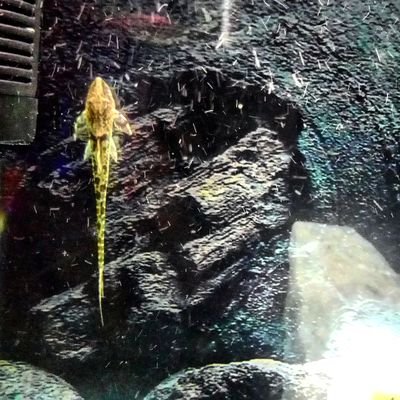 Acuarios, mantenimiento, Peces, camarones, caracoles, cangrejos y Más !! 🐟🐠🐌