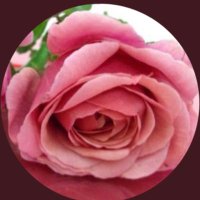 Dr.laila (@drlailazamil) 's Twitter Profile