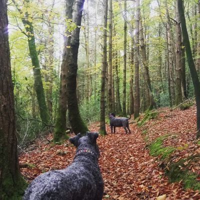 rugby-playing, horse-riding kerry blue terrier owner.