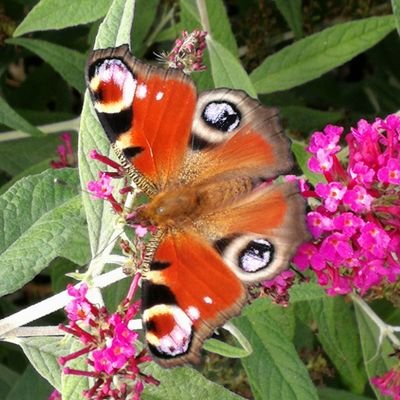 Germana_Str's profile picture. 