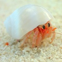 A_S(ヤドカリ：釣り餌にしないで下さい) (@zzz_as_zzz) 's Twitter Profile Photo