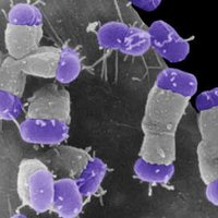 Frankel Lab, Imperial College London (@thefrankellab) 's Twitter Profile