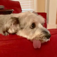 Barker for the Yak Woman (@_arlow) 's Twitter Profile