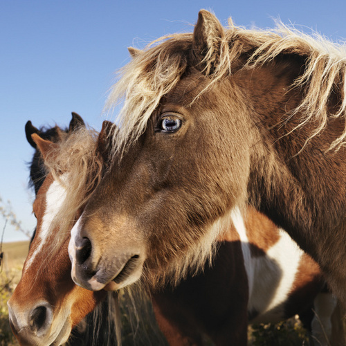 Interessante Informationen über Pferdezubehör und Pferdepflege sowie allgemeine Pferdetipps.