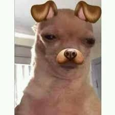 soy un perro con un filtro de perro |pagina de memes|