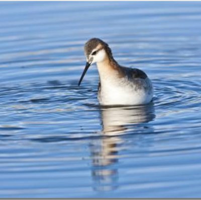 phalarope Profile Picture