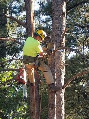 We are trained professional arborists!