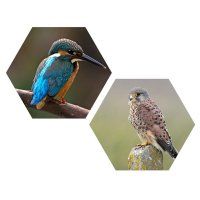 Year Five Oasis Long Cross (@longoasis) Twitter profile photo