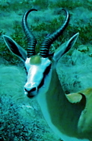 chrisgouws's profile picture. 