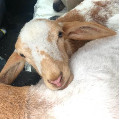 neeerea93's profile picture. 