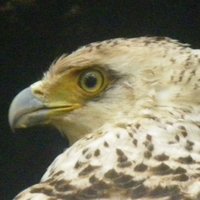 カンムリワシ・リサーチ (@kanmuriwasire) 's Twitter Profile Photo カンムリワシ・リサーチ (@kanmuriwasire) 's Twitter Profile Photo