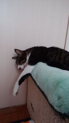 我が家の猫ちゃん🐈
マメ(長男)2019.3.21🌈へ😿
ウララ(長女、13歳)
バンビ(次男、12歳) 毎朝、バンビ😸がつぶやくよ💕