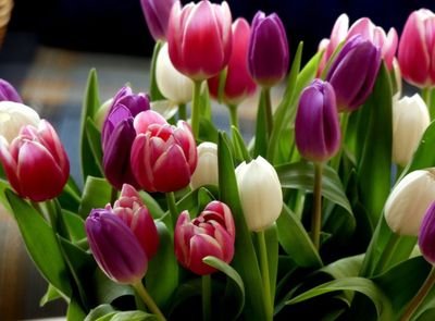 Tulipanesdeamor