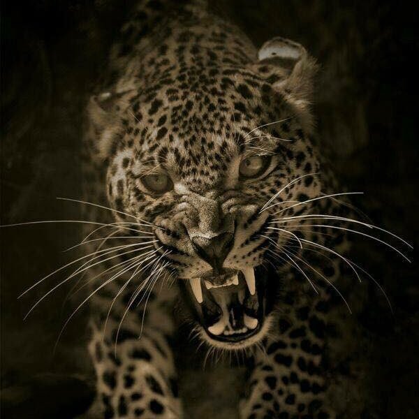 avaragejose's profile picture. un vato que lleno su Twitter de basura