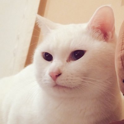 2018.12.8九州猫会議に参集した猫たちにより立ち上げられました。九州の猫(犬や鳥やそのほかいろいろ)が幸せに暮らせるように、平和を希求し、平等で公平な社会のために、九州内のあちこちで幟を立てて行きます。肉球九州の活動や九州内の情報などをつぶやきます。アイコンの猫はもちおかシロオ♂。 #肉球九州 #肉球新党