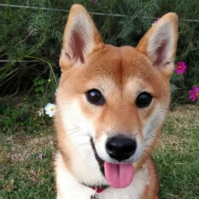 Urosan 犬も時々寝言というかいびきをかくのねーなんか可愛い 豆柴 4ヶ月 いびき