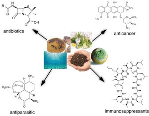 Interested in the evolution and distribution of bacterial secondary metabolites