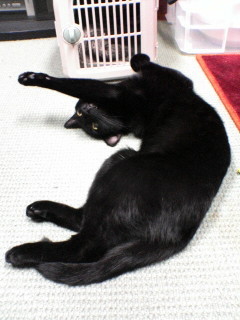 i_ystmk's profile picture. ラ・ストラーダのトイレ掃除係。時々、月子。@tsukikolastrada