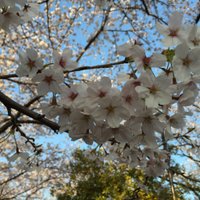 Zawawa (@srahitsuji) 's Twitter Profile
