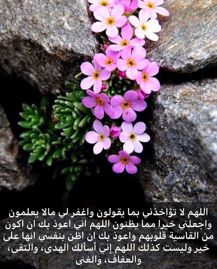 Q7tAsma's profile picture. 🇰🇼🇰🇼