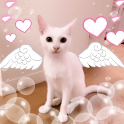 ファビュラスな保護猫カリン様の日常を下僕がツイートしてます🐾CatRoomねこりば(@nekori_ba222)出身／2018年5月1日生まれ／ 女の子／無言フォロー大歓迎です😻