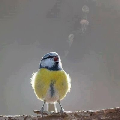 Beth Morrish Profile