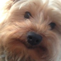 Ellen Walsh (@ellenvwalsh) 's Twitter Profile