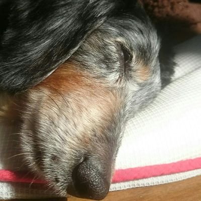 siva_1000's profile picture. 