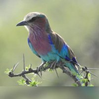 SecilKS (@secil_ks) 's Twitter Profile