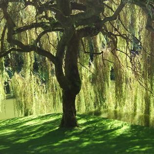 willowt98239336's profile picture. one race one world, be more willow