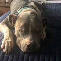 Joshua Bitton (@joshuabitton) 's Twitter Profile
