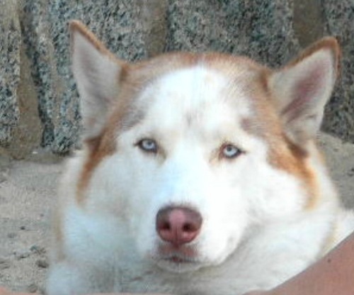 SoyChispa's profile picture. 