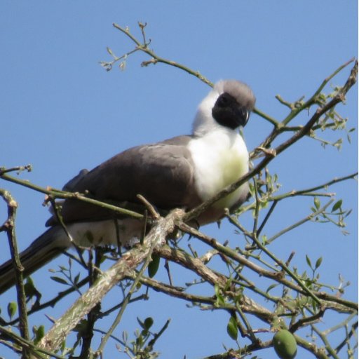 Consultant Ecologist, Bird Ringer, Yorkshire Naturalist Union & Wakefield Peregrine Project Trustee.

Geek. :)