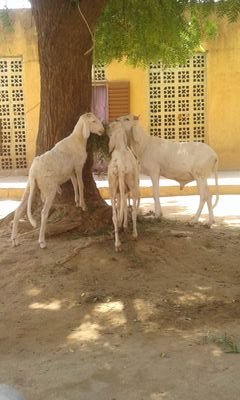 ModiboYara6's profile picture. 