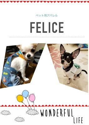 felice_dogs Profile Picture