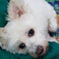 my name is PoMPoM (@tumso9ood) 's Twitter Profile Photo my name is PoMPoM (@tumso9ood) 's Twitter Profile Photo
