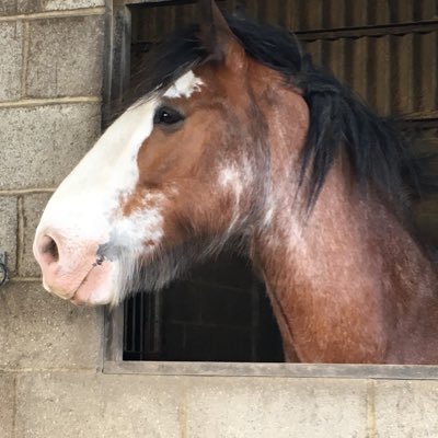 Valiant Destroyer of Rugs! Gentle Giant scared of donkeys, sheep, chickens ... basically farm animals, bit of a drama queen; love lots of cuddles and scratches