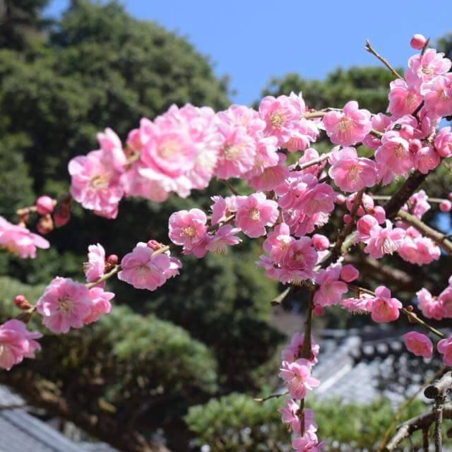 そろそろやめようかと思いつつ、ときどき流れてくる読みたくなる投稿のためにアカウントを残しています。I'm coming back once in a while to check my favorite accounts.