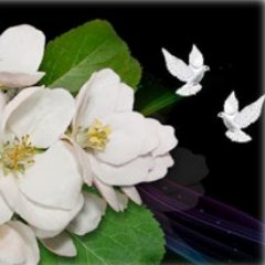 SimFatimah's profile picture. عِش طآهِرًآ ♥ وَاجعل فؤآدكَ ( جنَّةً ) ترتآحُ فيهِ ضمآئِرُ الأطهآرِ !۩۞۩