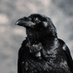 Corvus Nox (@greyeyeman) Twitter profile photo Corvus Nox (@greyeyeman) Twitter profile photo