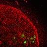 BetzLab's profile picture. The Betz Lab is interested in the mechanics of cellular systems especially concerning cancer progression, collective cell migration and cell fate decision.