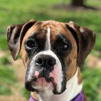 dogtweets (@dogtweets) 's Twitter Profile