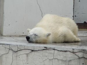 BdHgWWUgJSUg5Ow's profile picture. 生息地:主に東京,静岡
夢は天下統一。
生後16年の赤ちゃん。