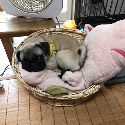 ヨッシー🐈💕さんのプロフィール画像