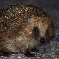 Urban Nature Conservation (@urbannatureorg) 's Twitter Profile