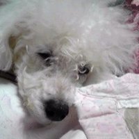 ちびはな (@chierinsan) Twitter profile photo