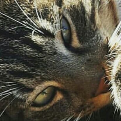 Talhyx's profile picture. He / Him / Il / Lui